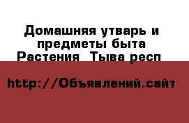 Домашняя утварь и предметы быта Растения. Тыва респ.